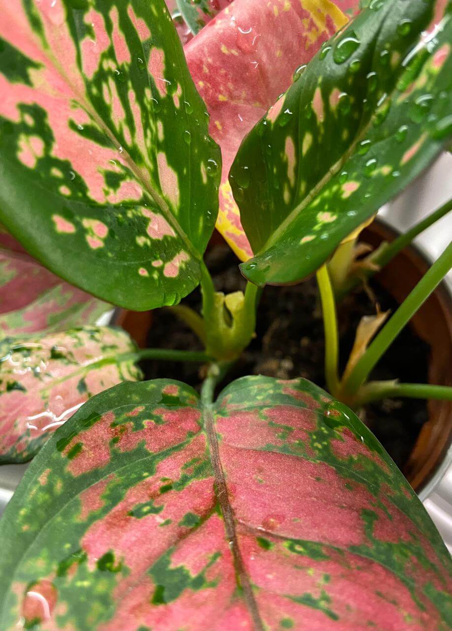 Aglaonema sparkling sarah red pink leaves zoomed in close up picture