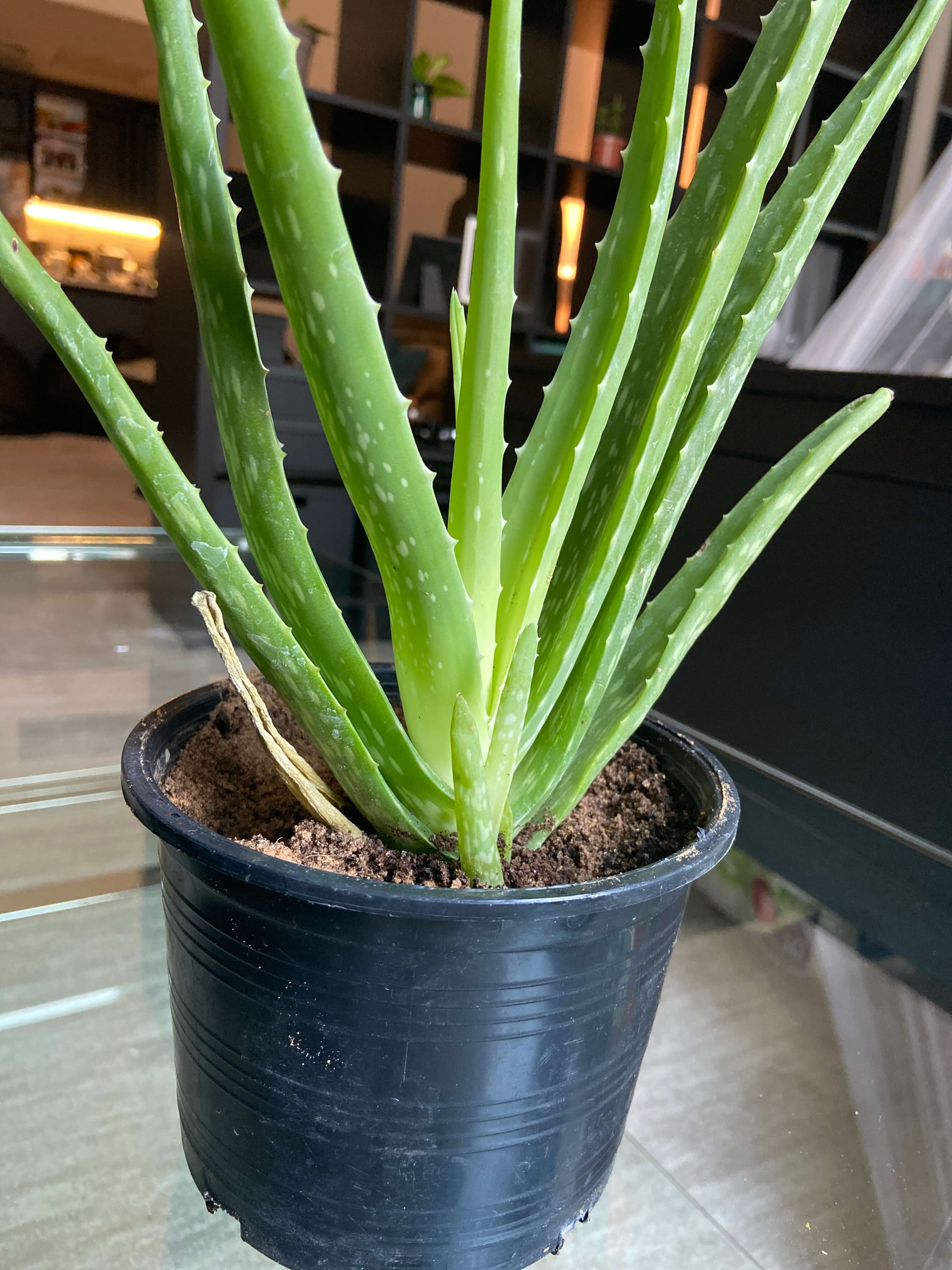 How best to take care of my aloe plant