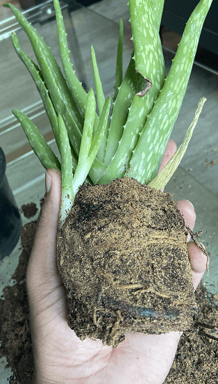 Aloe Vera plant with baby pups along with its roots and the soil taken out from a pot and holding in hands