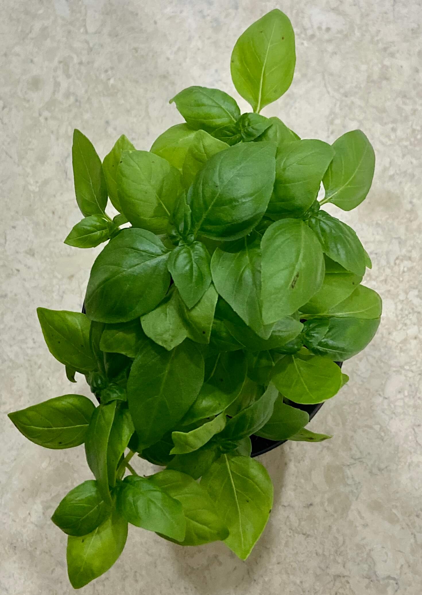 Basil plant in a pot