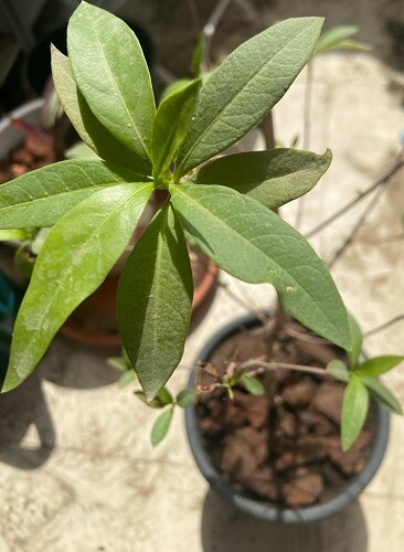 Conocarpus (Damas, Buttonwood) plant with leaves in focus