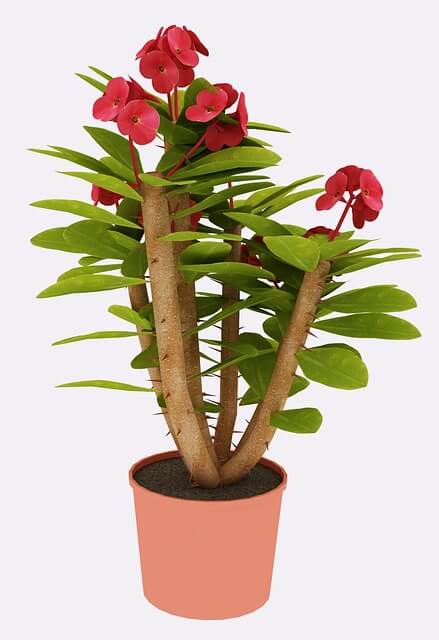 Crown of Thorns Euphorbia Milee graphic vector image with flowers, leaves and pot