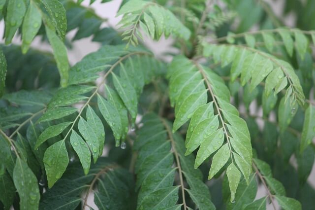 Curry leaves plant zoomed in