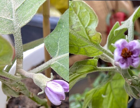 Step 2: Eggplant Flower Blooms, ready to be pollinated by insects or wind