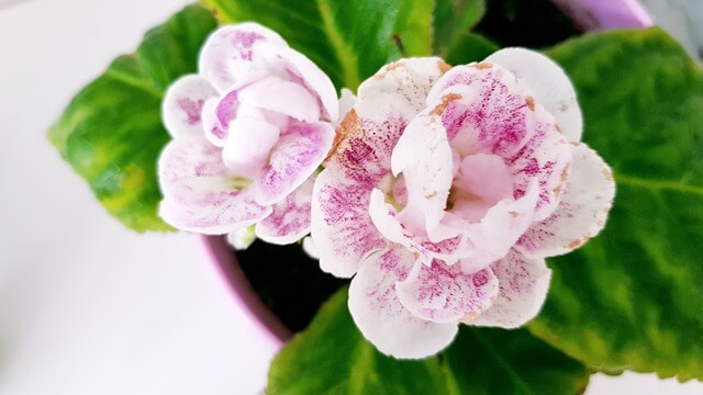 gloxinia indoor flowering plant