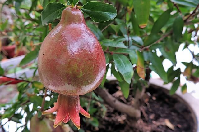 growing pomegranate tree in a pot