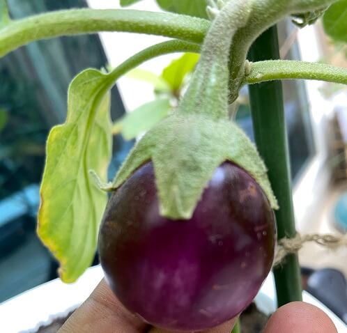 Young eggplant hanging from plant