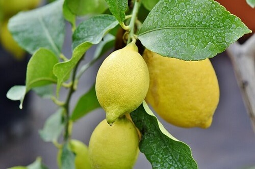 Growing lemon tree in pots