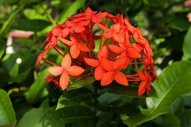Ixora Plant Care Guide - picture of zoomed in flowers of dward ixora plant