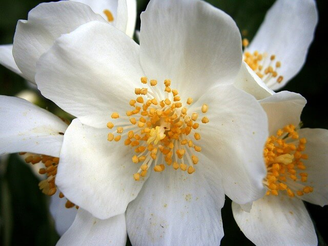 Arabian Jasmine White Flowers zoomed picture