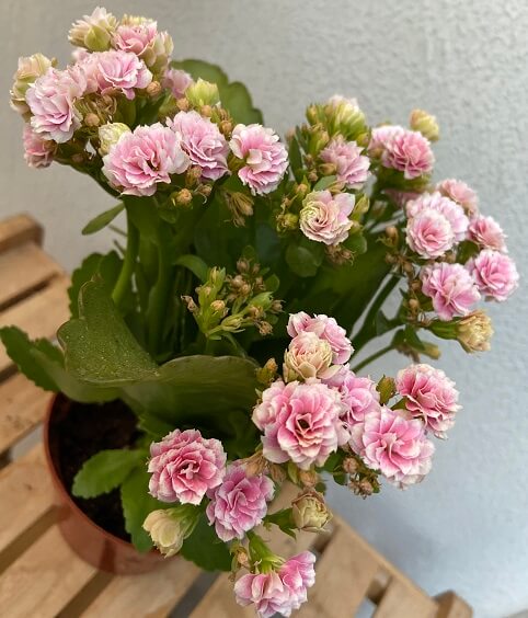 Kalanchoe plant with lots of pink blooming flowers