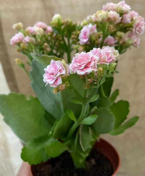 Kalanchoe plant with succulent leaves and flowers blooming