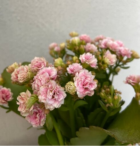 Kalanchoe pink flowers