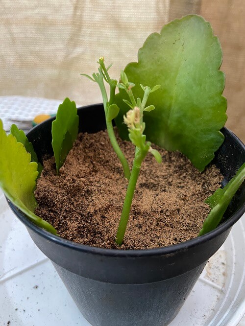 Kalanchoe Propagation from cuttings (Leaf and Stem)