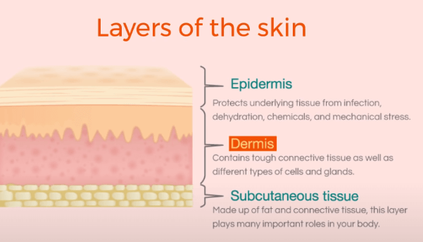 Layers of skin: Epidermis, Dermis and Hypodermis