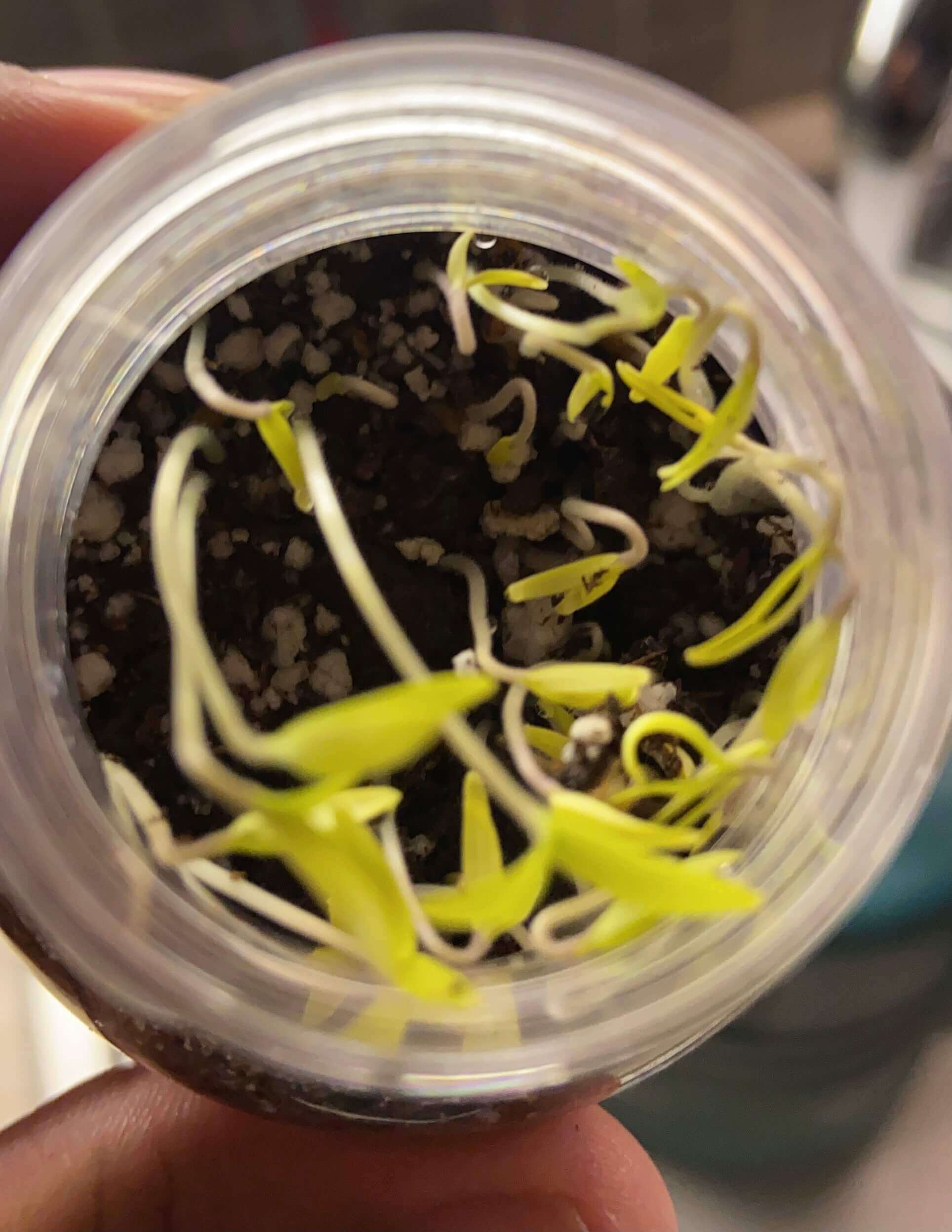 Leggy seedlings in a bottle due to overcrowding and lack of sunlight