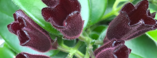 liptick indoor flowering plant