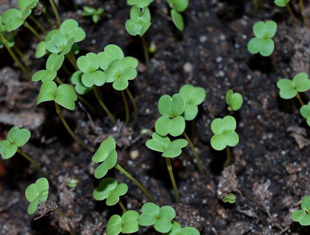 Microgreens sprouting with cotyledon's