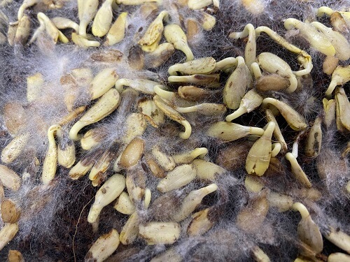 Mold on Sunflower Microgreens seeds
