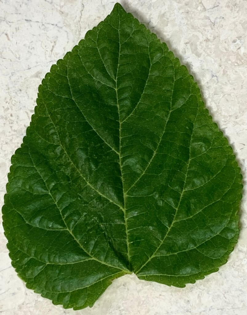 Huge Mulberry leaf