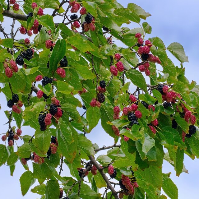 Mulberry tree with red black ripe and unripe mulberries.