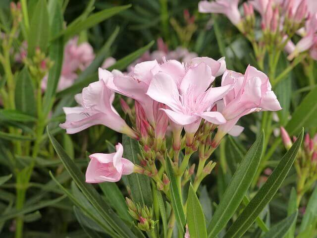 nerium oleander with light pink flowers will survive extreme summers