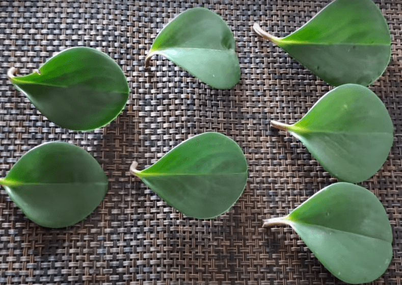 Leaf cuttings of a baby plant for propagation
