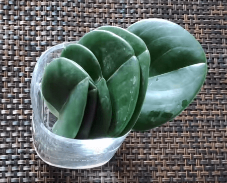 Peperomia Baby Rubber Plant leaves in Water for Propagation