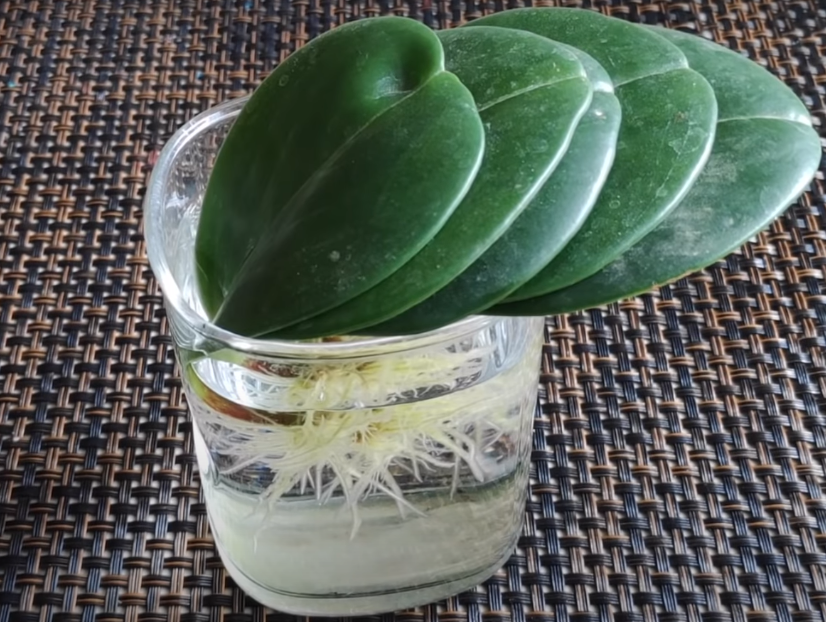 Peperomia Baby Rubber Plant roots in Water from stem cuttings after 6 weeks