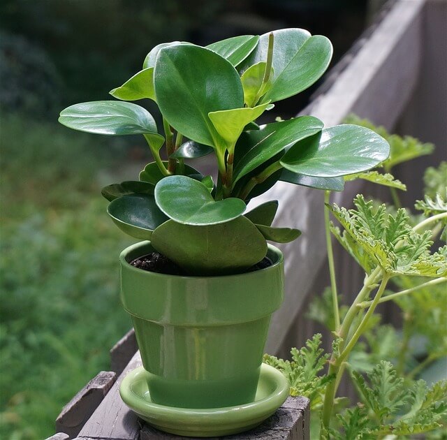 Peperomia Obstusifolia aka baby-rubber-plant in a green pot