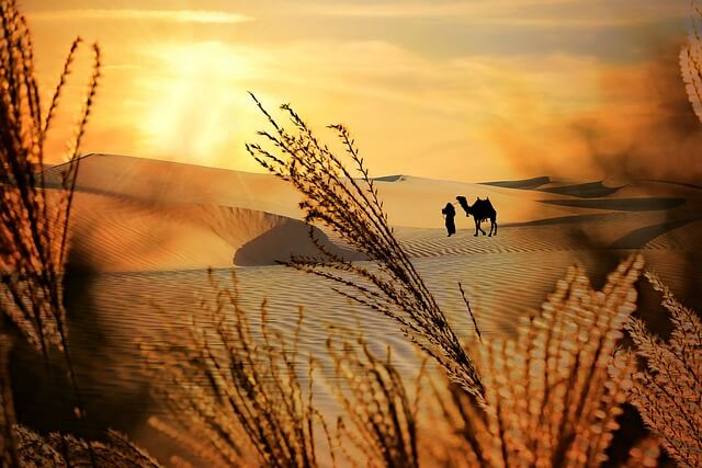 plants, desert, camel, sunset
