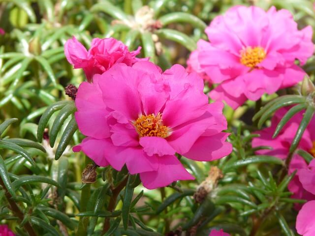portulaca moss rose with pink flowers. These will survive harsh summers.
