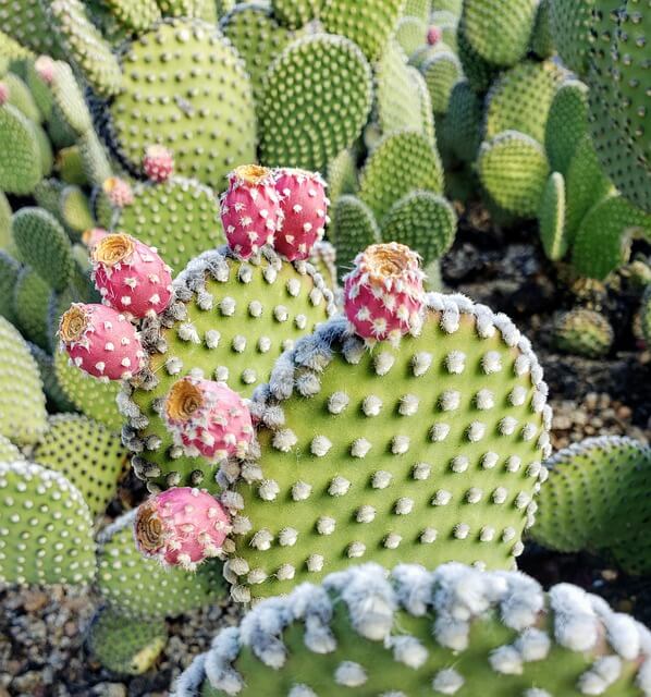prickly pear cactus with pink flowers