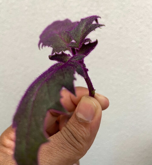 Propagating purple passion plant from cutting.