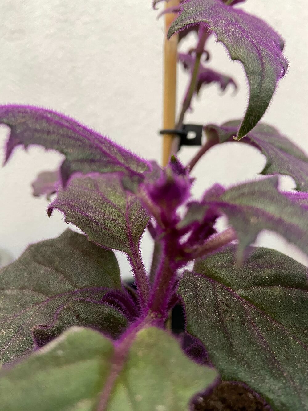Purple passion plant with purple hair zoomed in.