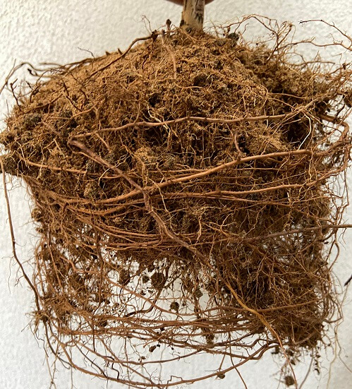 Roots of Conocarpus Plant