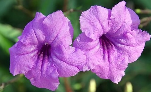 Ruellia Mexican Petunia with purple flowers