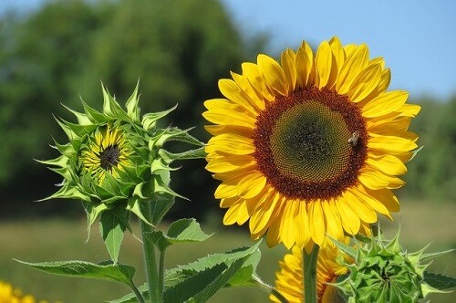 Sunflower bud and a sunflower bloomed flower