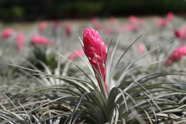 tillandsia cyania cotton-candy pink indoor flowering plant