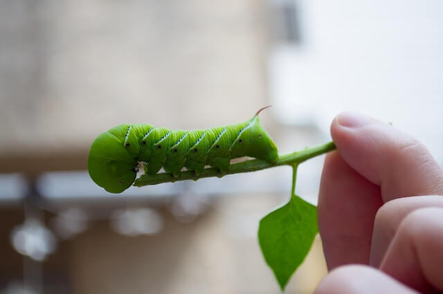Tomato hornworm on a steam held in hands