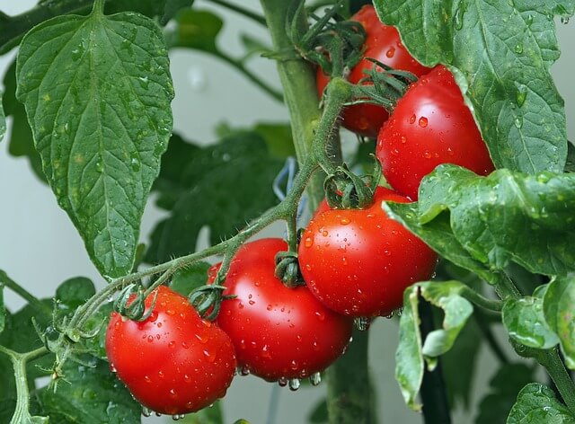 Bunch of red Tomatoes on a tomato plant