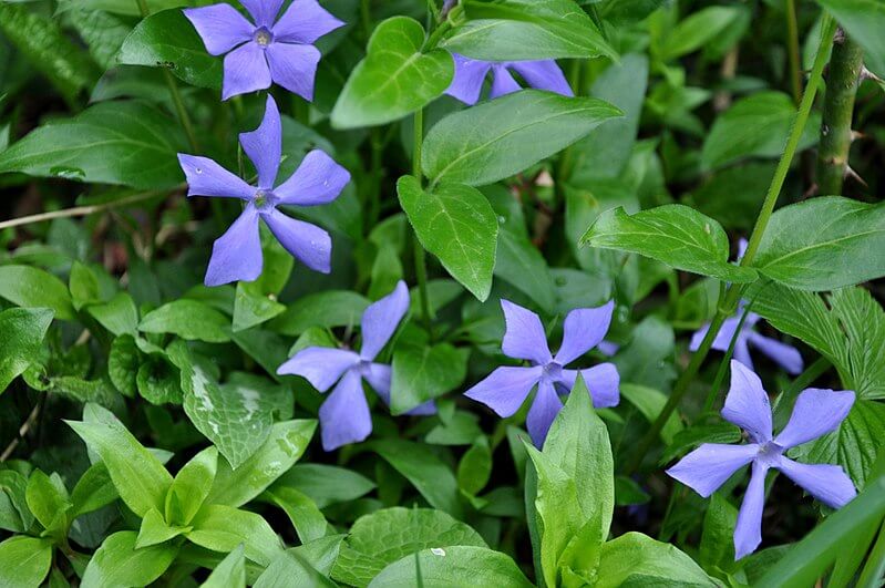 Vinca Herbacia with its blue flowers