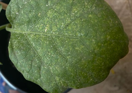 White spots on eggplant leaves. That is Powdery Mildew.